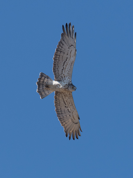 Käärmekotka, Short-toed Snake Eagle, Circaetus gallicus