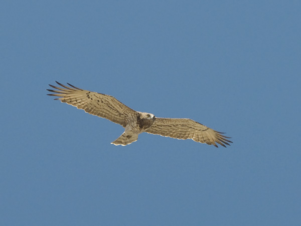 Käärmekotka, Short-toed Snake Eagle, Circaetus gallicus