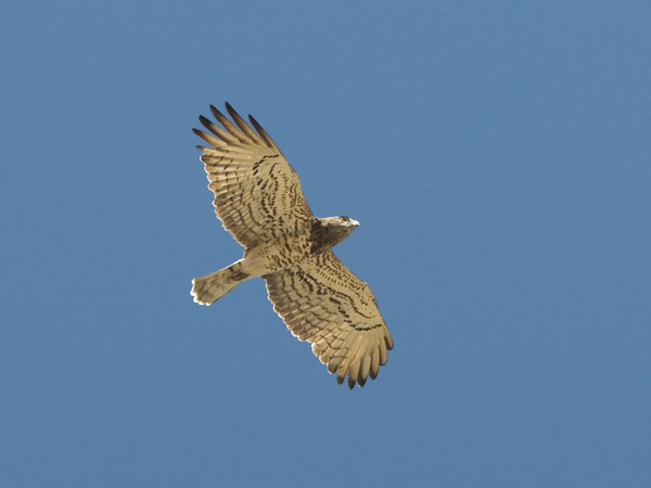 Käärmekotka, Short-toed Snake Eagle, Circaetus gallicus