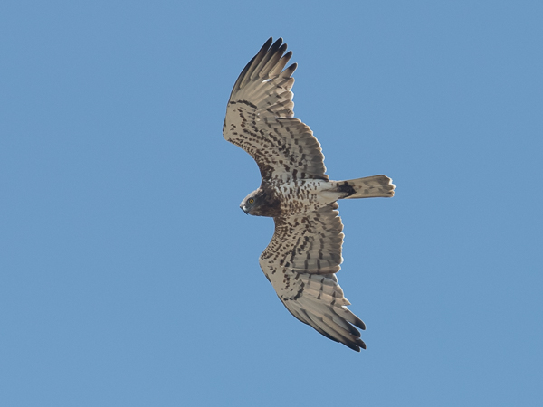 Käärmekotka, Short-toed Snake Eagle, Circaetus gallicus