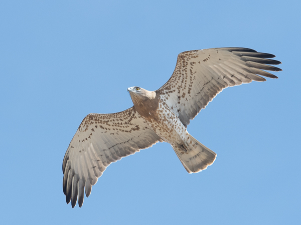 Käärmekotka, Short-toed Snake Eagle, Circaetus gallicus