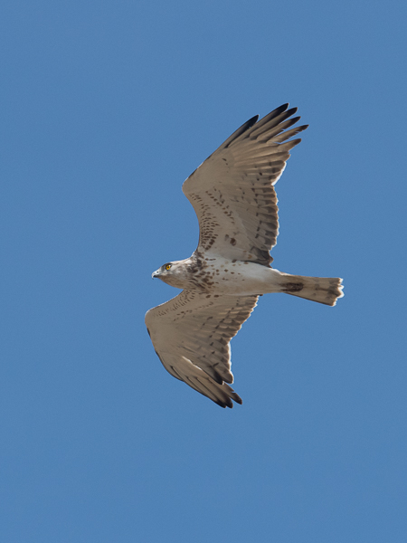 Käärmekotka, Short-toed Snake Eagle, Circaetus gallicus