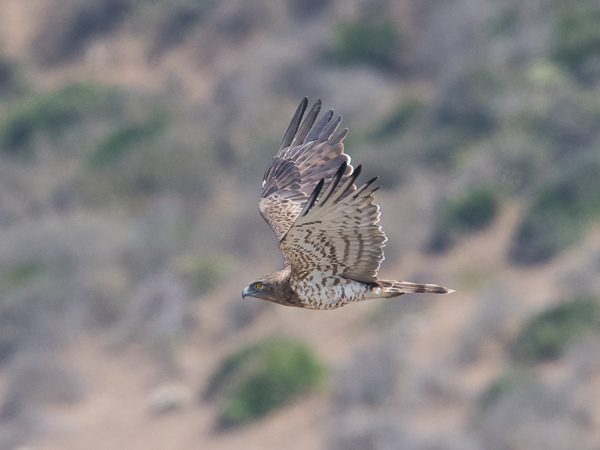 Käärmekotka, Short-toed Snake Eagle, Circaetus gallicus