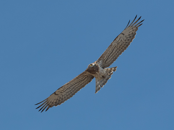 Käärmekotka, Short-toed Snake Eagle, Circaetus gallicus