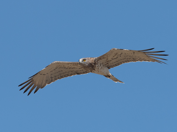 Käärmekotka, Short-toed Snake Eagle, Circaetus gallicus
