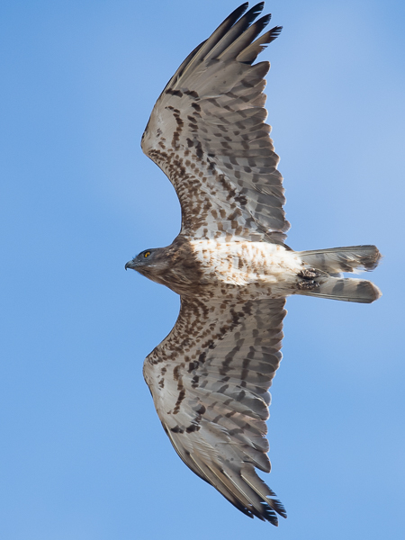 Käärmekotka, Short-toed Snake Eagle, Circaetus gallicus