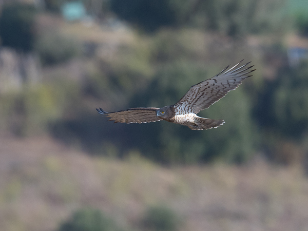 Käärmekotka, Short-toed Snake Eagle, Circaetus gallicus