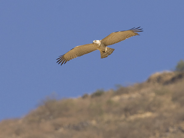 Käärmekotka, Short-toed Snake Eagle, Circaetus gallicus