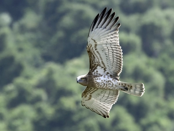 Käärmekotka, Short-toed Snake Eagle, Circaetus gallicus
