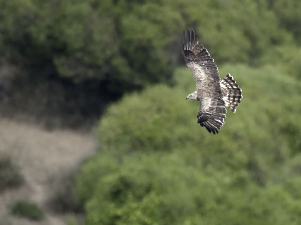 Käärmekotka, Short-toed Snake Eagle, Circaetus gallicus