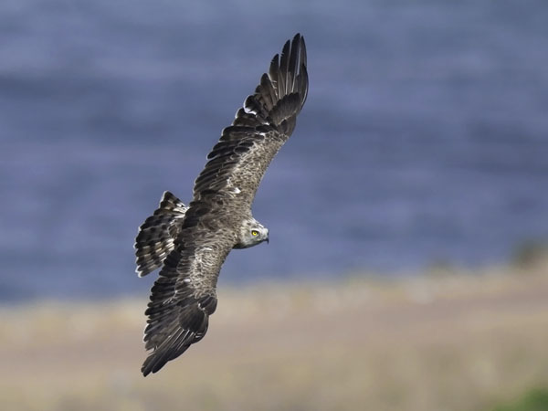 Käärmekotka, Short-toed Snake Eagle, Circaetus gallicus
