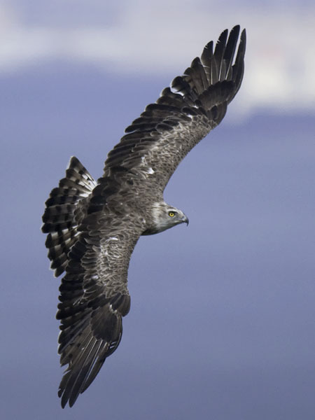 Käärmekotka, Short-toed Snake Eagle, Circaetus gallicus