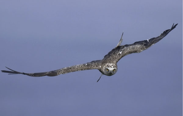 Käärmekotka, Short-toed Snake Eagle, Circaetus gallicus