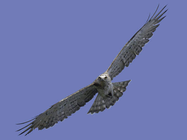 Käärmekotka, Short-toed Snake Eagle, Circaetus gallicus