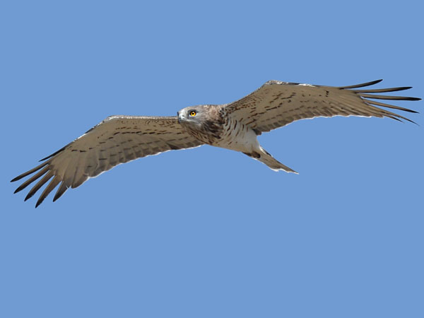 Käärmekotka, Short-toed Snake Eagle, Circaetus gallicus