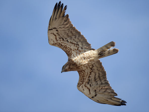 Käärmekotka, Short-toed Snake Eagle, Circaetus gallicus