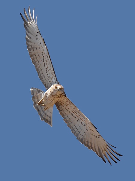 Käärmekotka, Short-toed Snake Eagle, Circaetus gallicus