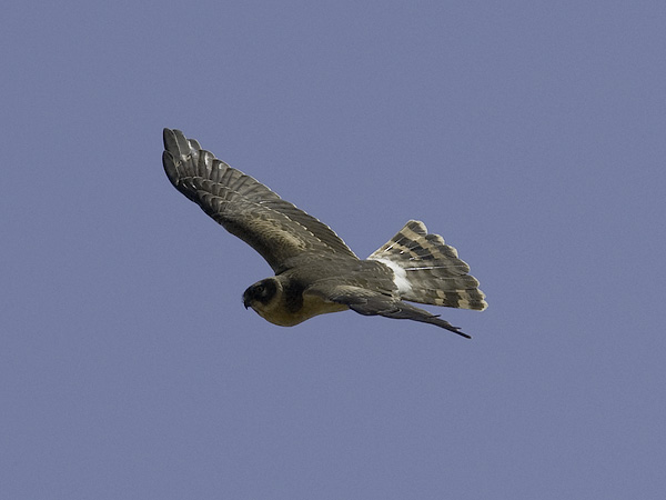 Arosuohaukka, Pallid Harrier, Circus macrourus