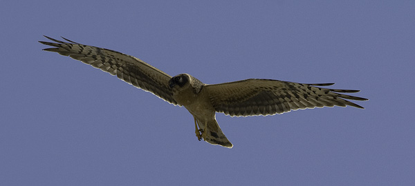 Arosuohaukka, Pallid Harrier, Circus macrourus