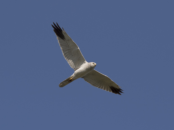 Arosuohaukka, Pallid Harrier, Circus macrourus