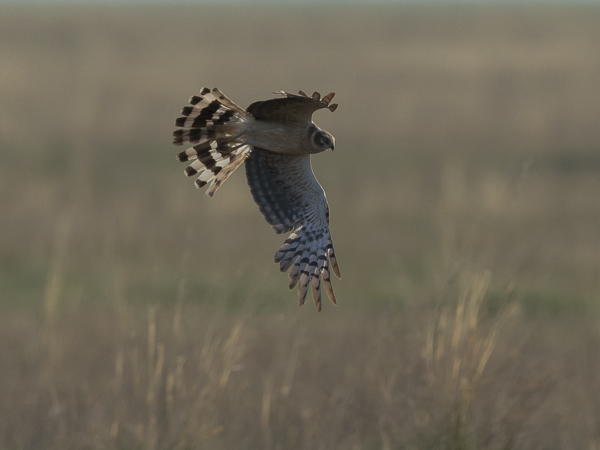 Arosuohaukka, Pallid Harrier, Circus macrourus