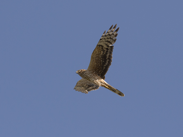 Arosuohaukka, Pallid Harrier, Circus macrourus