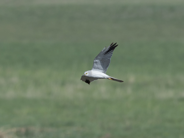 Arosuohaukka, Pallid Harrier, Circus macrourus