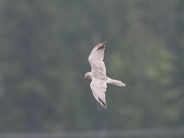 Arosuohaukka, Pallid Harrier, Circus macrourus