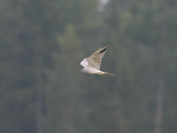 Arosuohaukka, Pallid Harrier, Circus macrourus