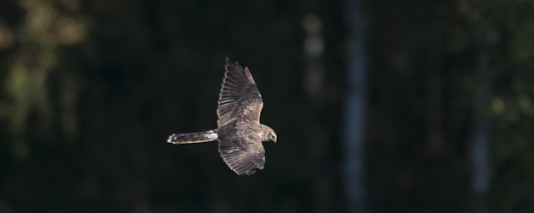 Arosuohaukka, Pallid Harrier, Circus macrourus