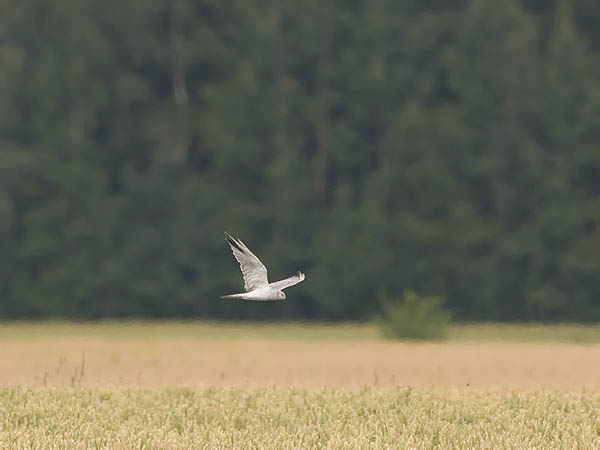 Arosuohaukka, Pallid Harrier, Circus macrourus