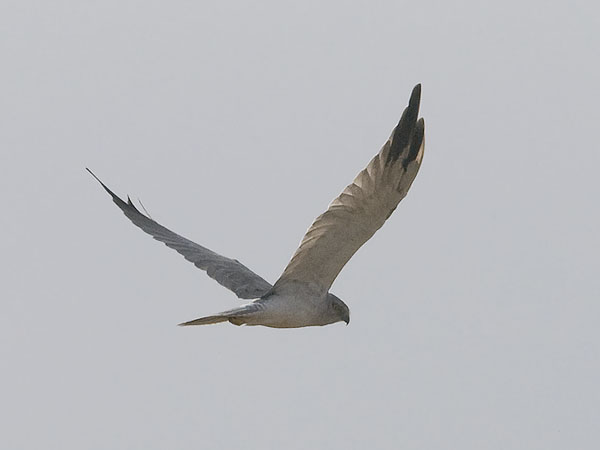 Arosuohaukka, Pallid Harrier, Circus macrourus