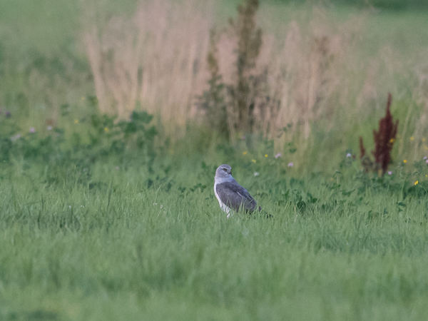 Arosuohaukka, Pallid Harrier, Circus macrourus
