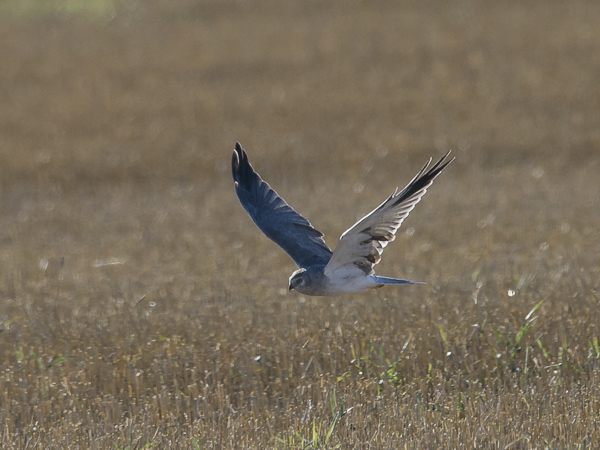 Arosuohaukka, Pallid Harrier, Circus macrourus