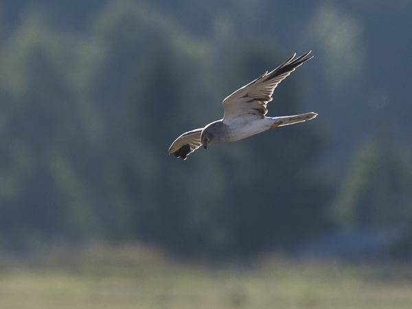 Arosuohaukka, Pallid Harrier, Circus macrourus