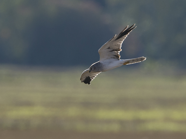 Arosuohaukka, Pallid Harrier, Circus macrourus