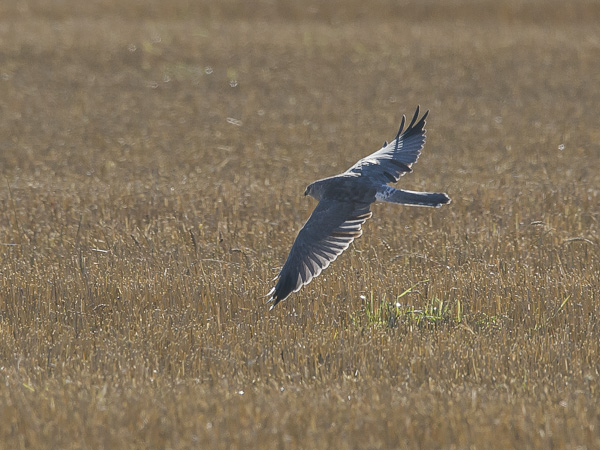 Arosuohaukka, Pallid Harrier, Circus macrourus