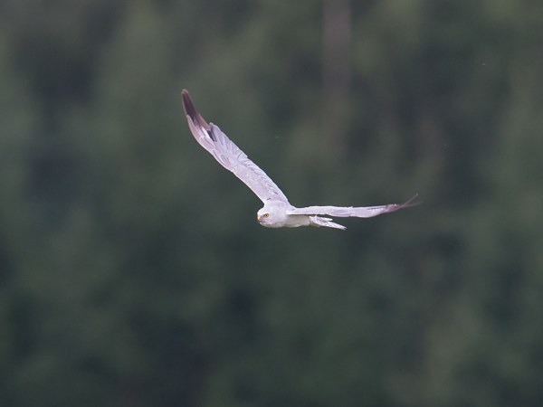 Arosuohaukka, Pallid Harrier, Circus macrourus