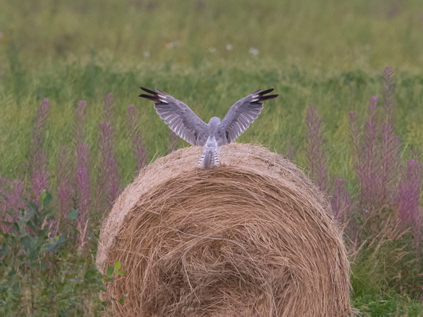 Arosuohaukka, Pallid Harrier, Circus macrourus