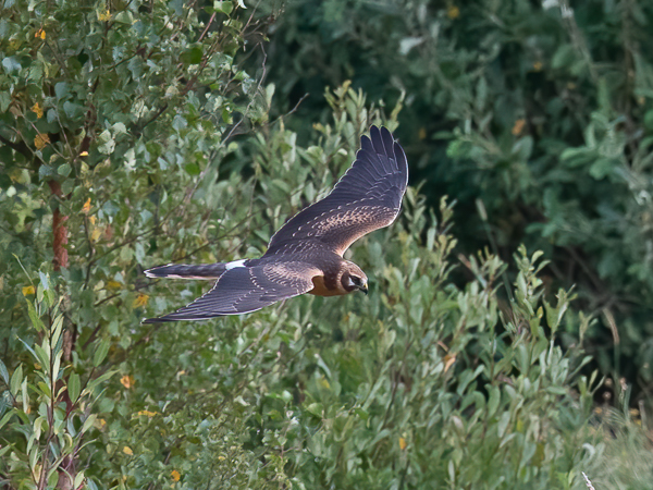 Arosuohaukka, Pallid Harrier, Circus macrourus