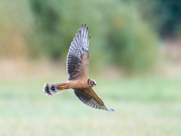 Arosuohaukka, Pallid Harrier, Circus macrourus
