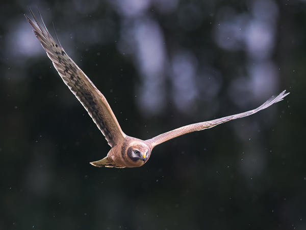 Arosuohaukka, Pallid Harrier, Circus macrourus