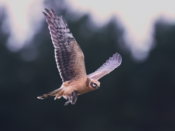 Arosuohaukka, Pallid Harrier, Circus macrourus