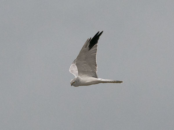Arosuohaukka, Pallid Harrier, Circus macrourus