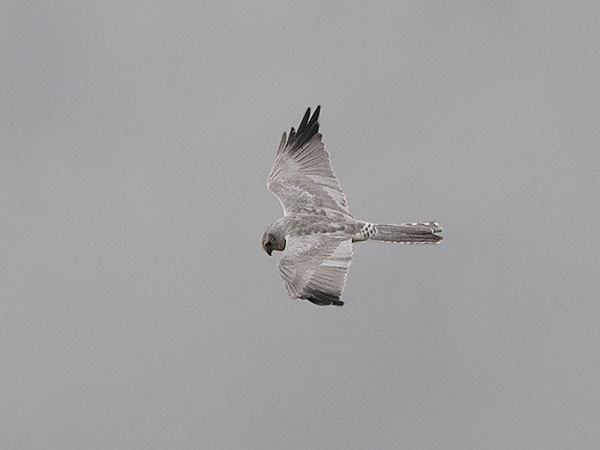 Arosuohaukka, Pallid Harrier, Circus macrourus