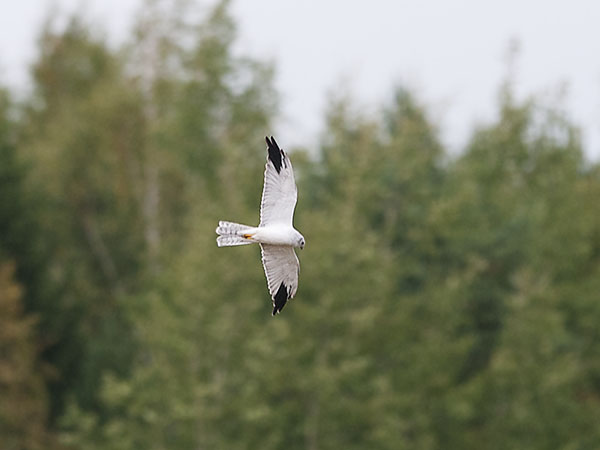Arosuohaukka, Pallid Harrier, Circus macrourus