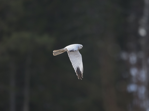 Arosuohaukka, Pallid Harrier, Circus macrourus