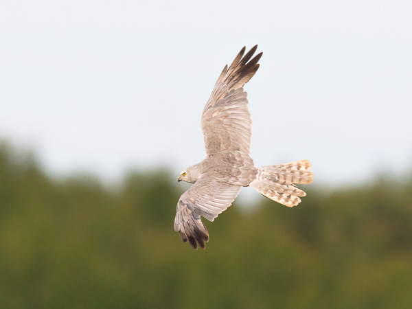 Arosuohaukka, Pallid Harrier, Circus macrourus