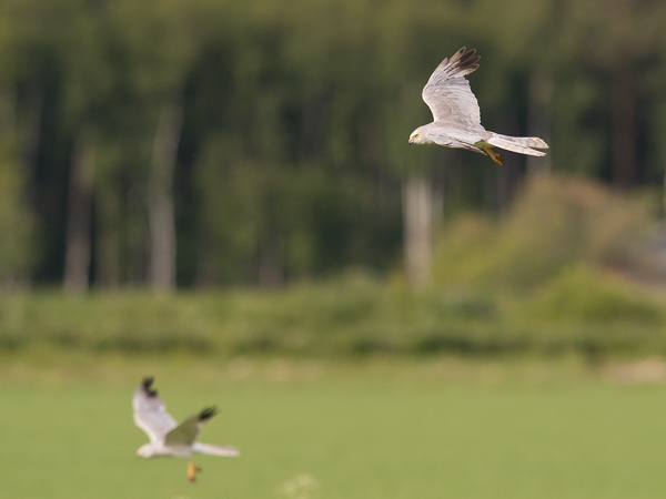 Arosuohaukka, Pallid Harrier, Circus macrourus