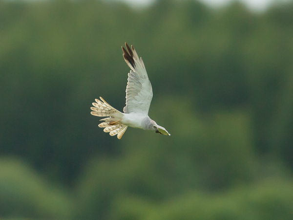 Arosuohaukka, Pallid Harrier, Circus macrourus